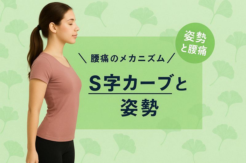 腰痛のメカニズム　Ｓ字カーブと姿勢