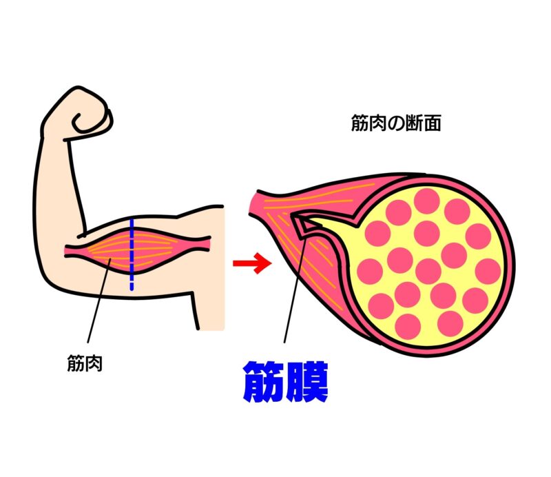 筋肉や身体を包む筋膜のイメージ