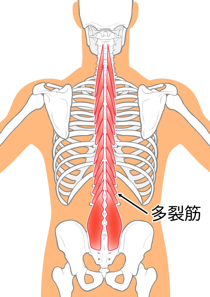 腰痛に関わる多裂筋の位置