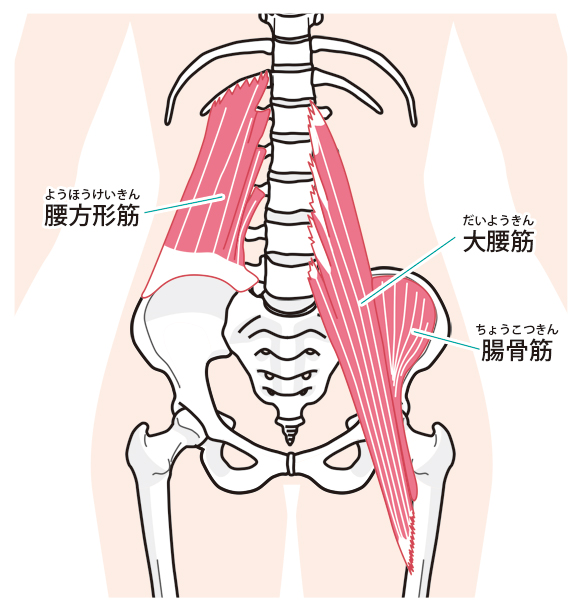 骨盤の前面にある大腰筋