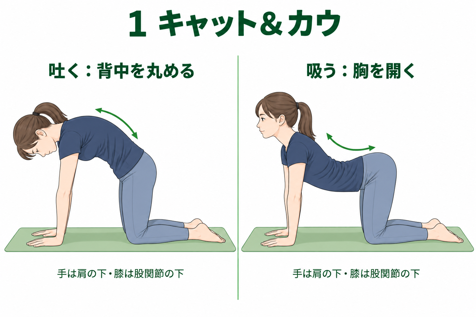 四つん這いで、吐く息に合わせて背中を丸め、吸う息に合わせて胸を開くキャット＆カウのイラスト